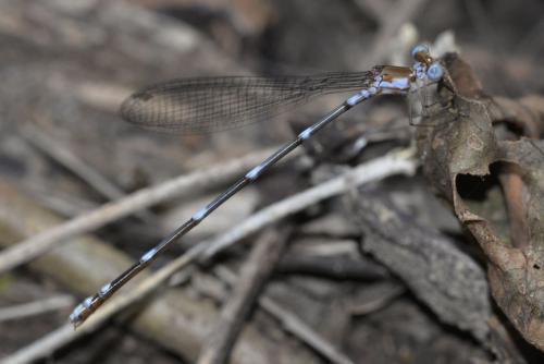 Risiocnemis sp.